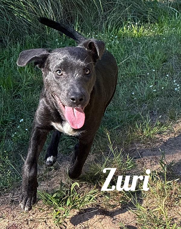 Zuri