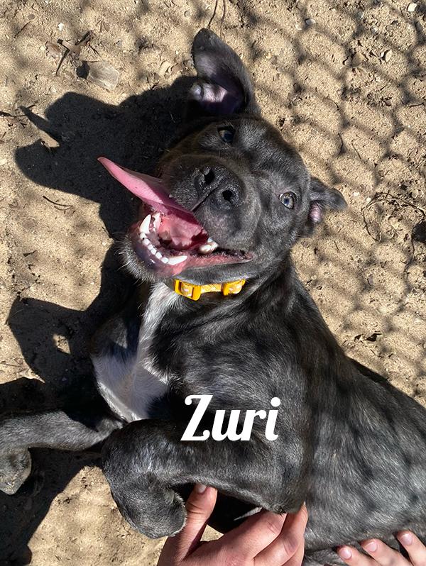 Zuri