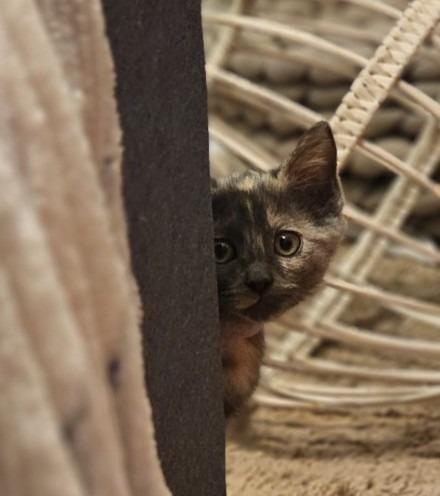 Enlarge Amy Santiago, a Adopted mixed breed in Olathe, KS image 1/3