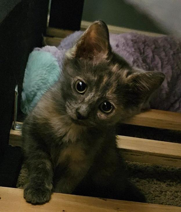 Enlarge Amy Santiago, a Adopted mixed breed in Olathe, KS image 2/3