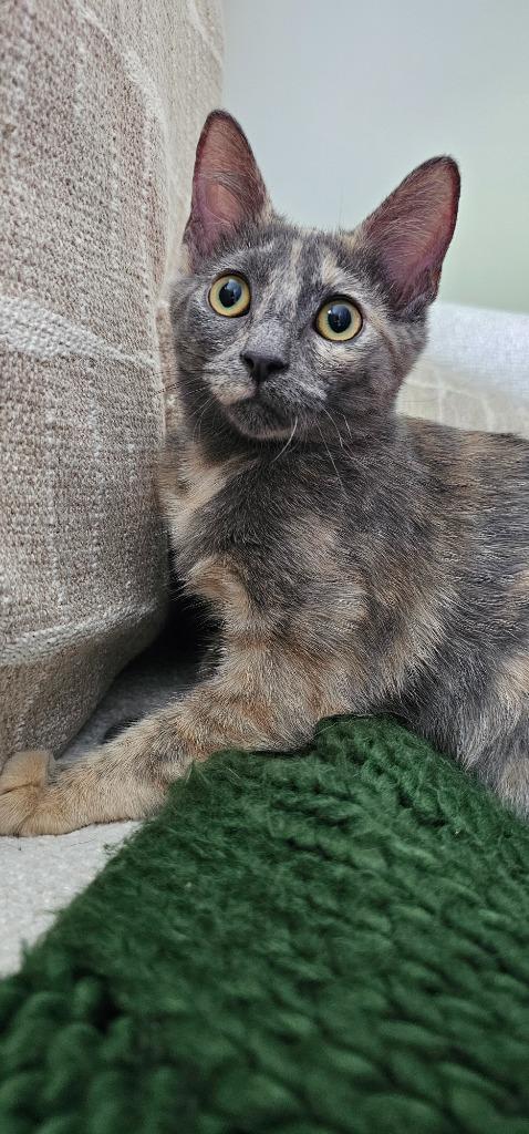 Enlarge Amy Santiago, a Adopted mixed breed in Olathe, KS image 3/3