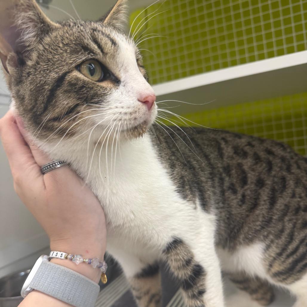 Chase, a Adoptable Domestic Short Hair in Curtis Bay, MD image 1/6