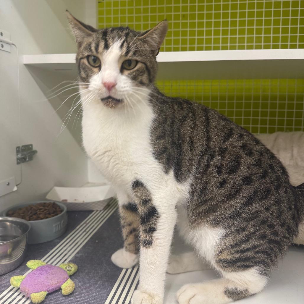 Chase, a Adoptable Domestic Short Hair in Curtis Bay, MD image 2/6