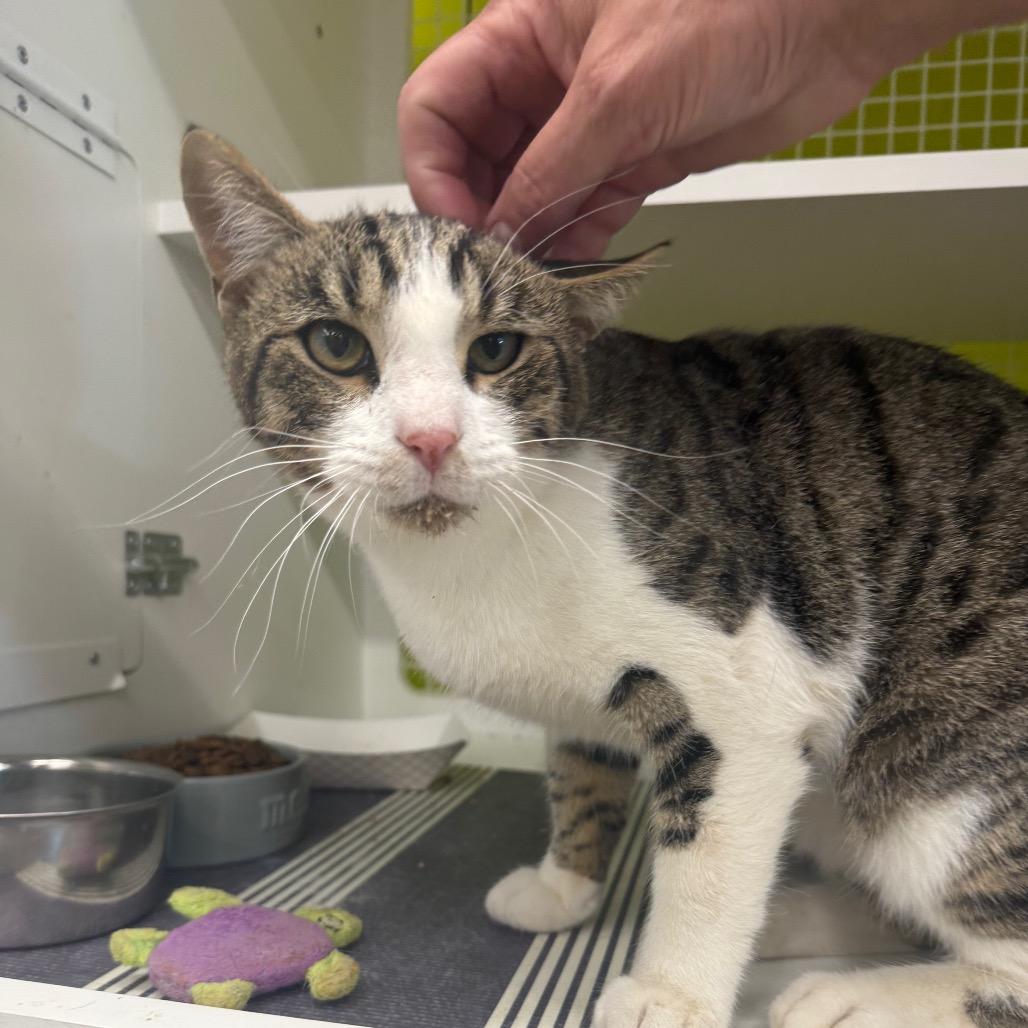 Chase, a Adoptable Domestic Short Hair in Curtis Bay, MD image 3/6
