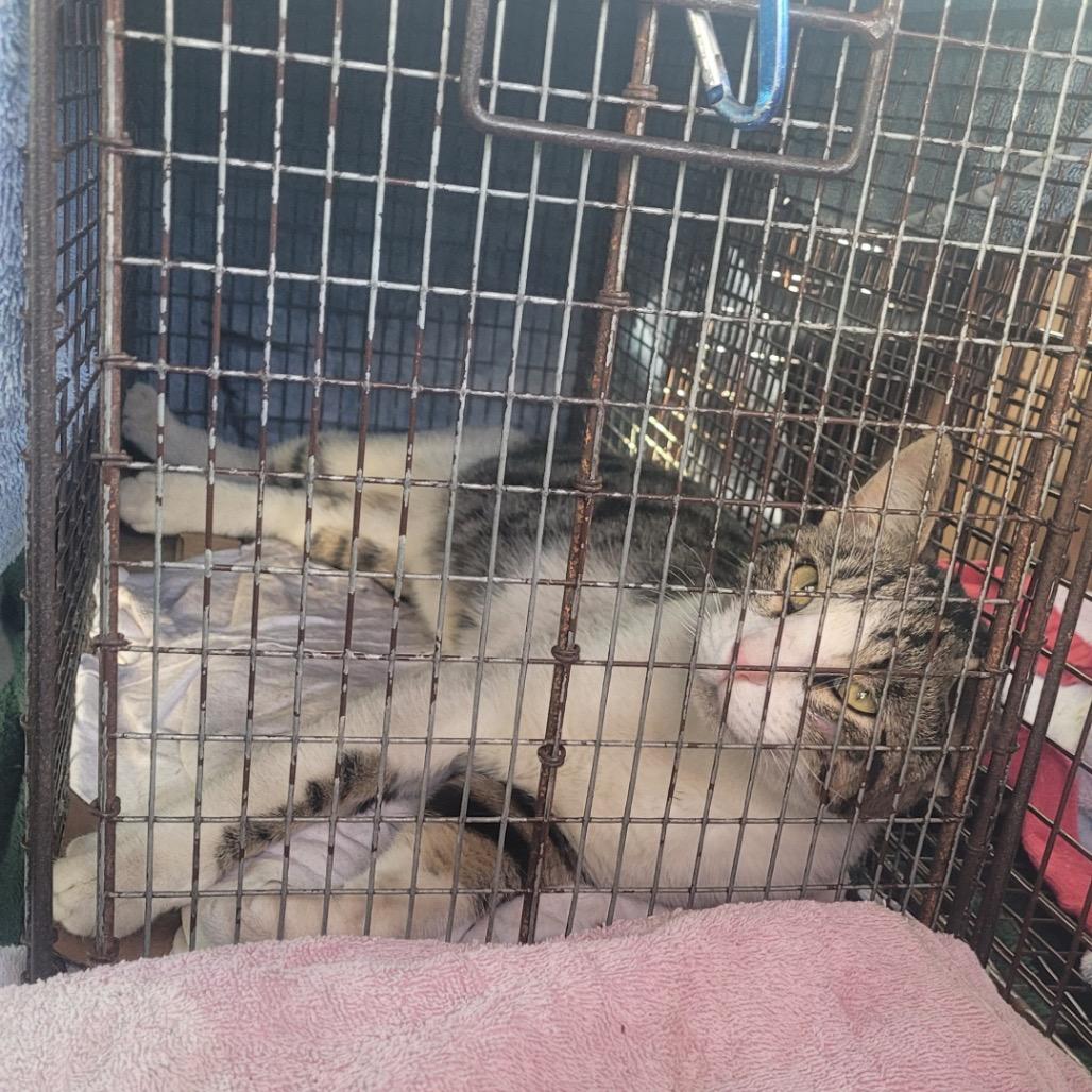 Chase, Adoptable, Adult Male Domestic Short Hair.