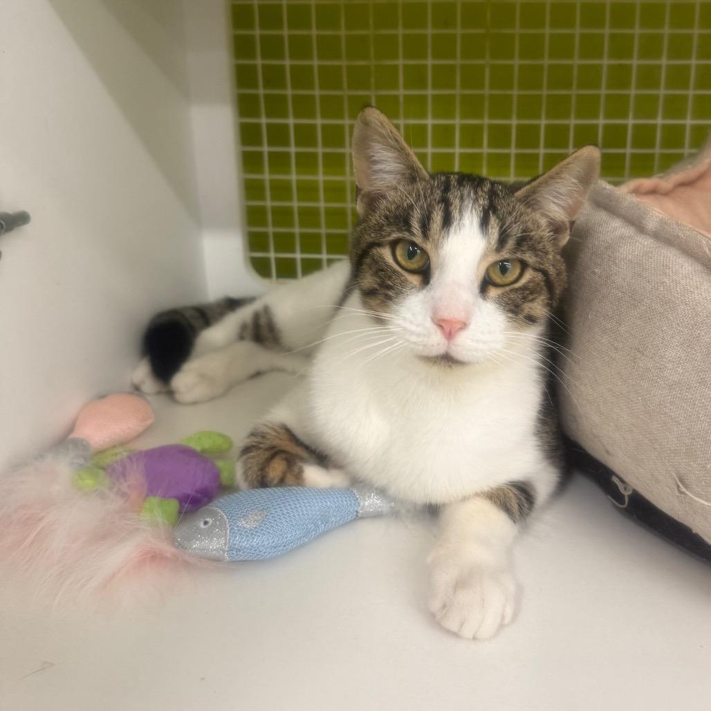 Chase, a Adoptable Domestic Short Hair in Curtis Bay, MD image 5/6