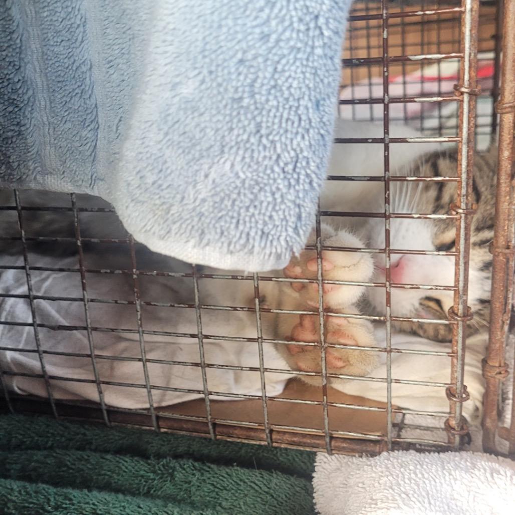 Enlarge Chase, a Adoptable Domestic Short Hair in Curtis Bay, MD image 2/2