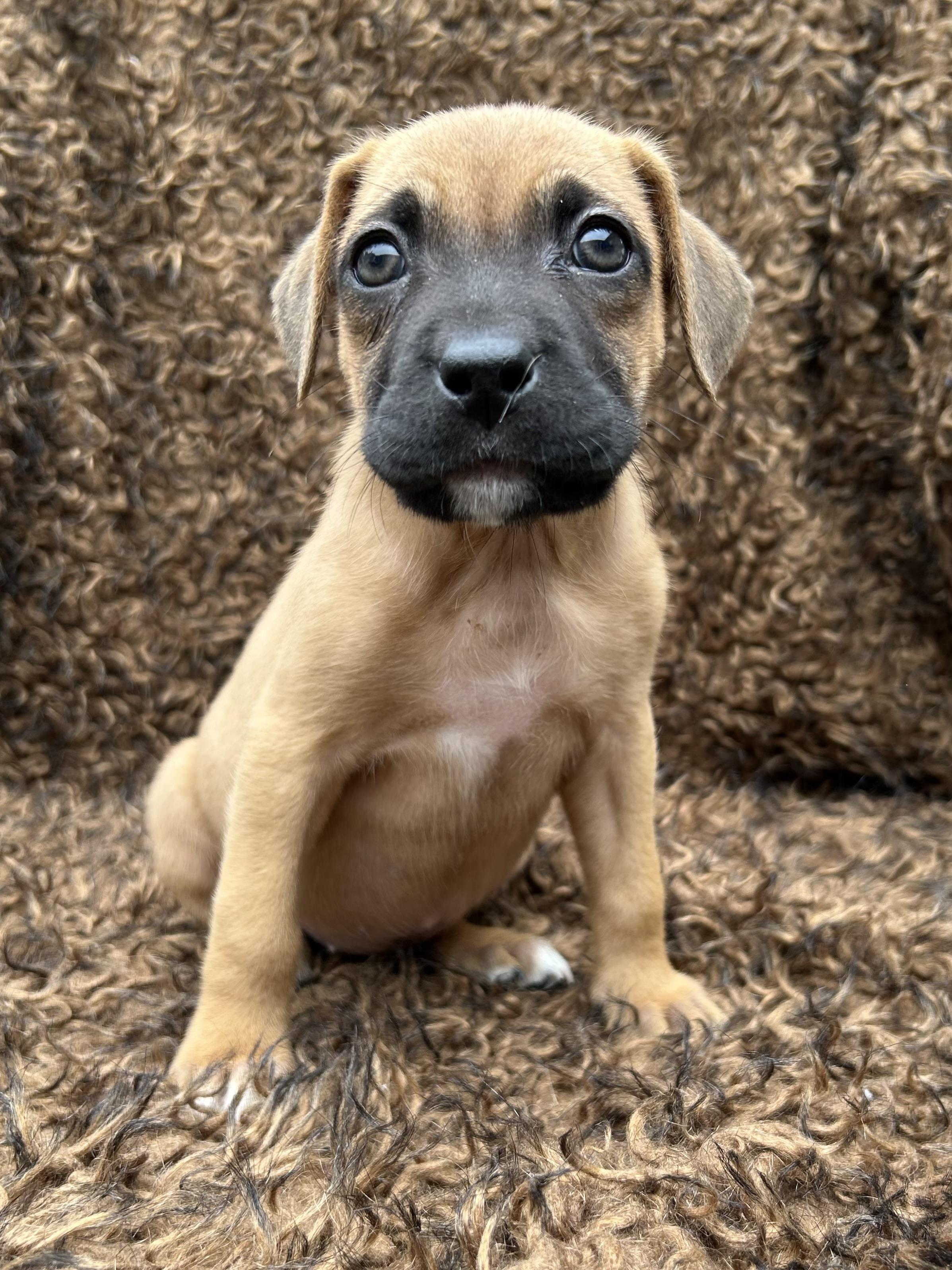 Orca, Adopted, Puppy Female Bulldog & Boxer.