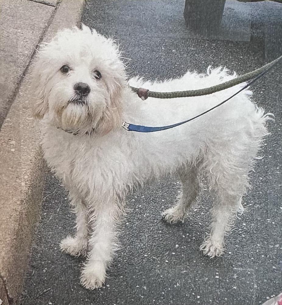 Enlarge Buddy Freeport, a Adoptable mixed breed in Westbury, NY image 1/1