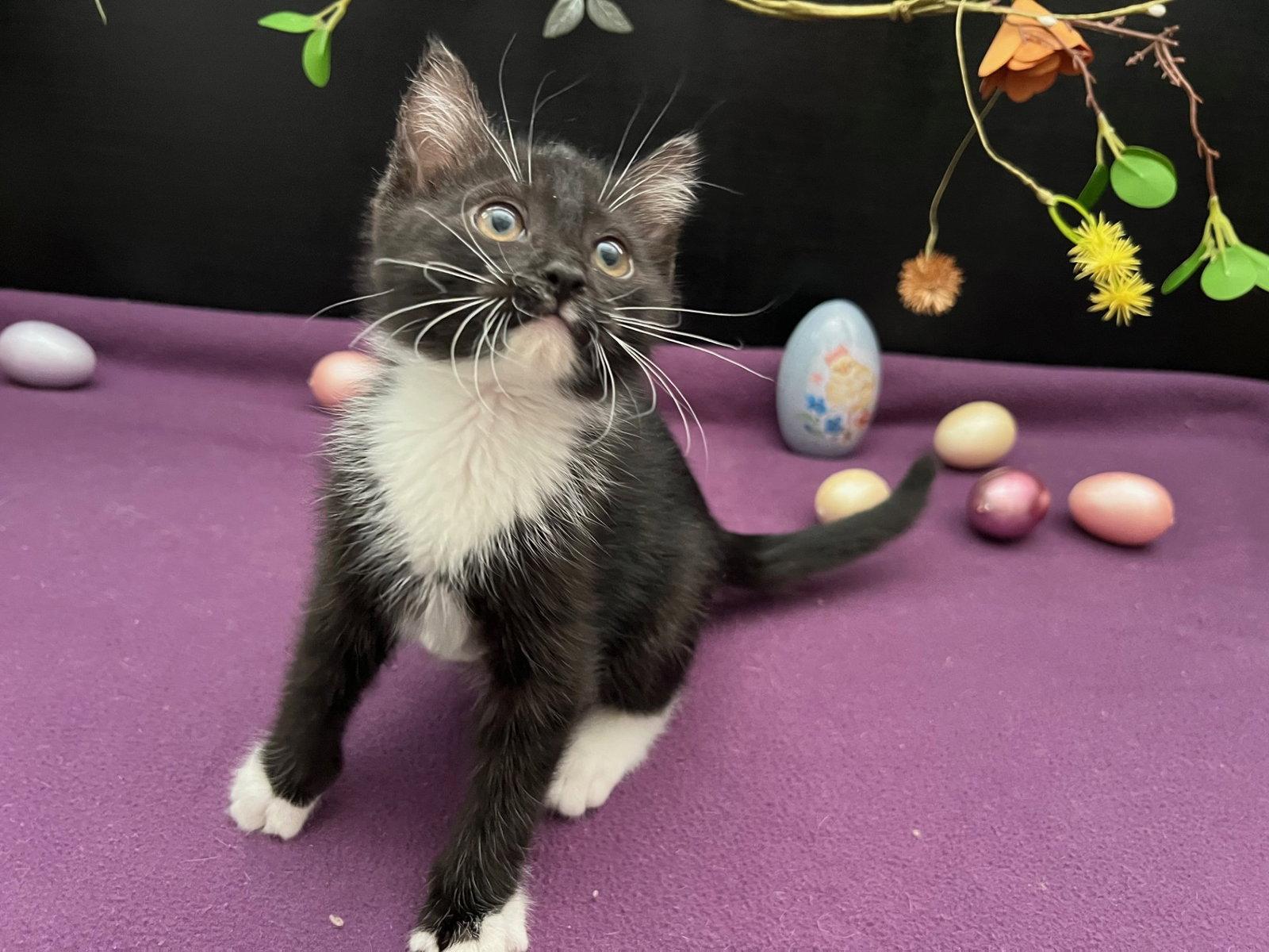 Elwood, Adopted, Kitten Male Domestic Short Hair & Tuxedo.
