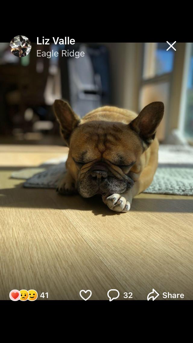 CAIN, a Adopted French Bulldog in Pittsburg, CA image 4/4