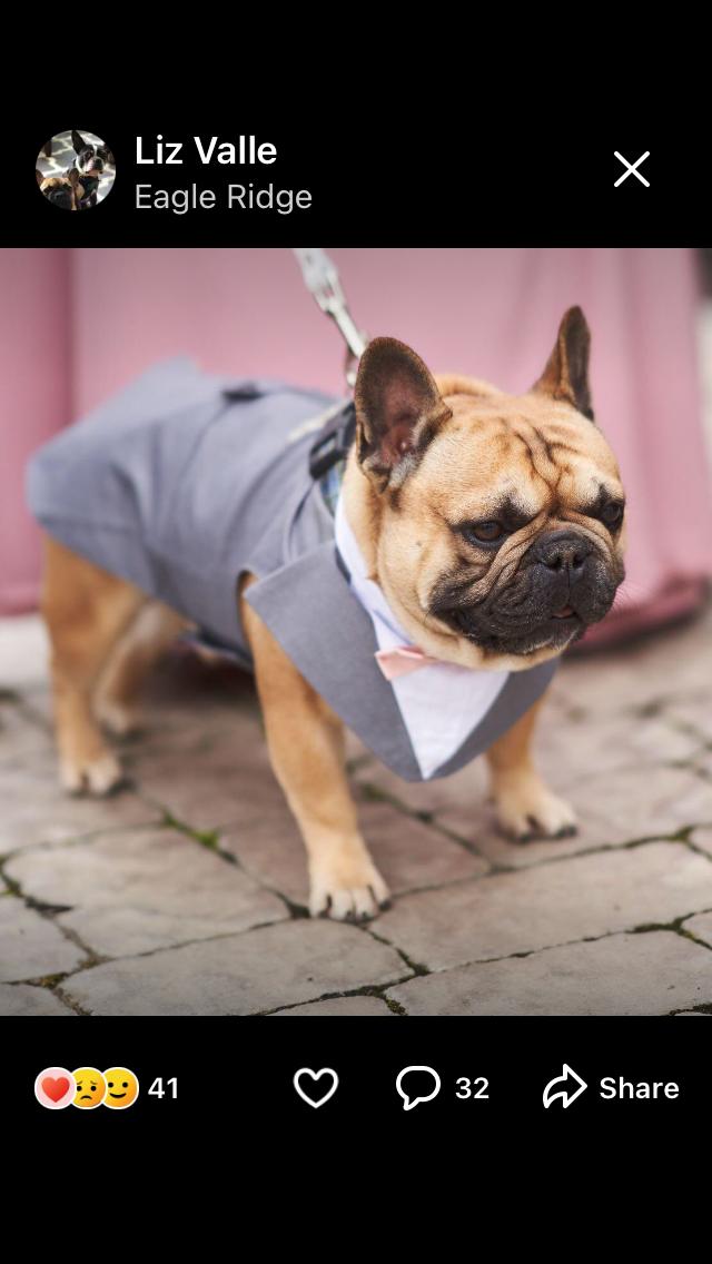 CAIN, Adopted, Adult Male French Bulldog.