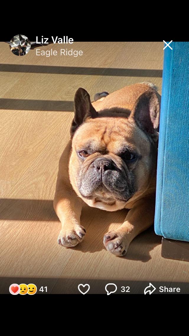 CAIN, a Adopted French Bulldog in Pittsburg, CA image 3/4