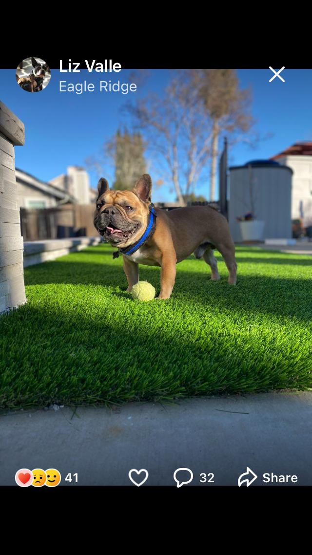 CAIN, a Adopted French Bulldog in Pittsburg, CA image 2/4