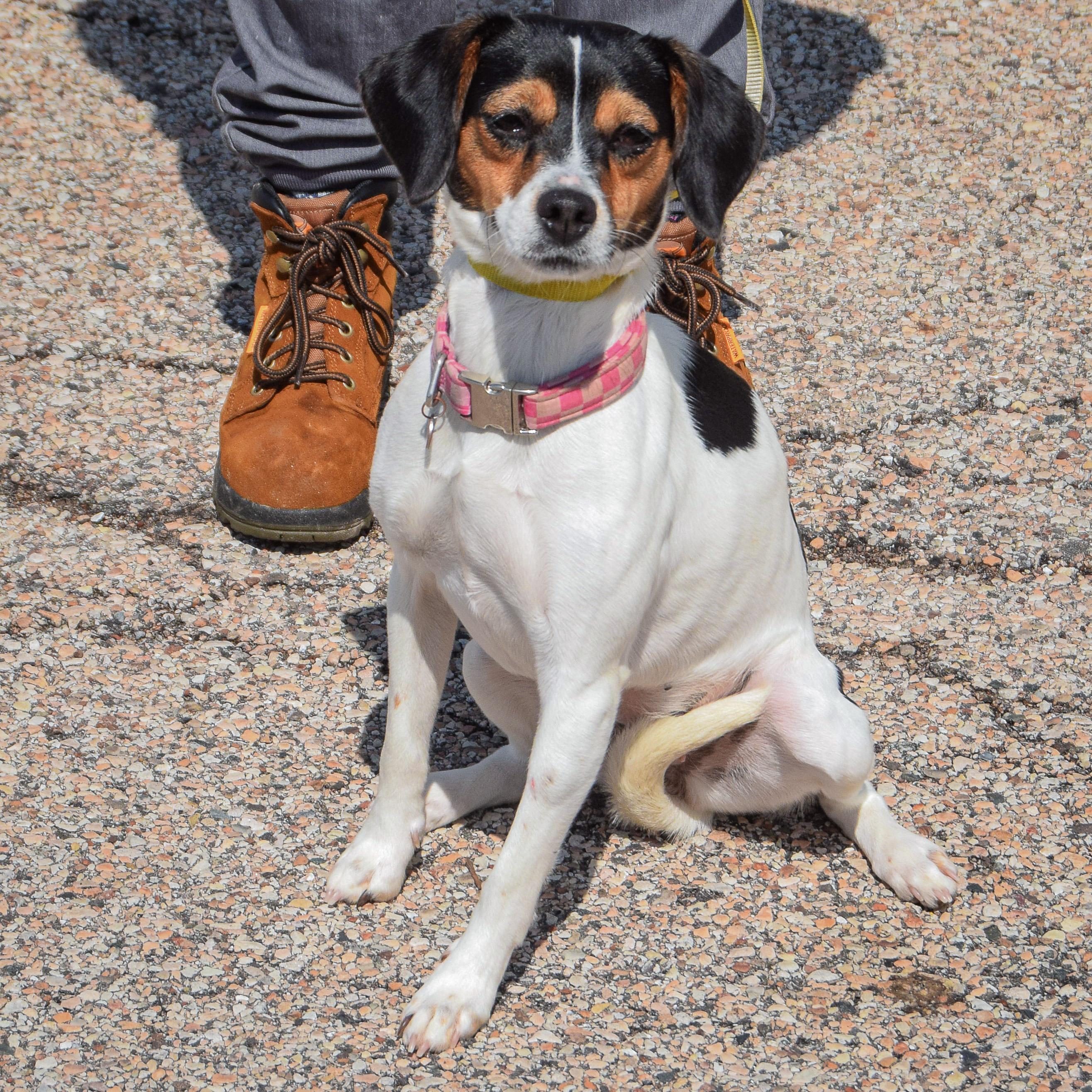 Enlarge Monica, an adopted mixed breed in Huntley, IL image 3/4