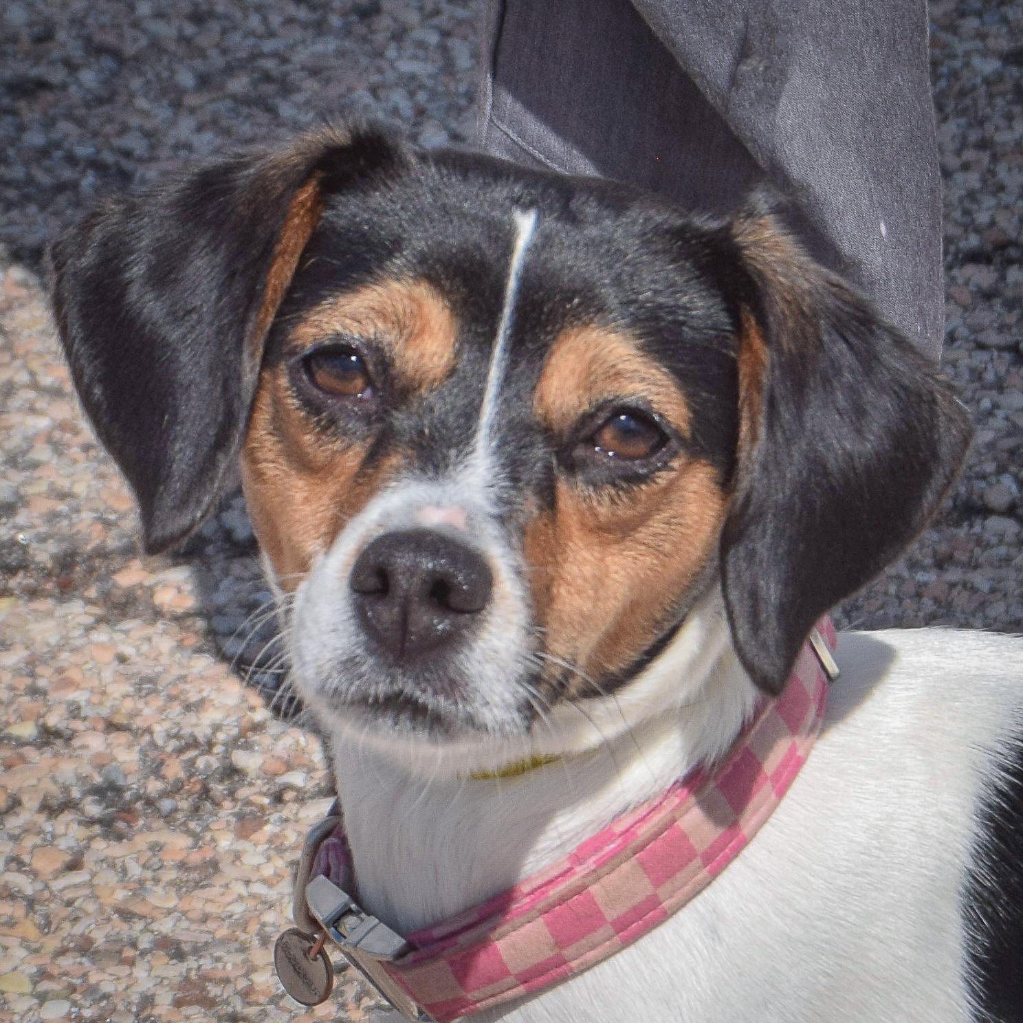 Monica, adopted, Young Female Rat Terrier & Beagle.