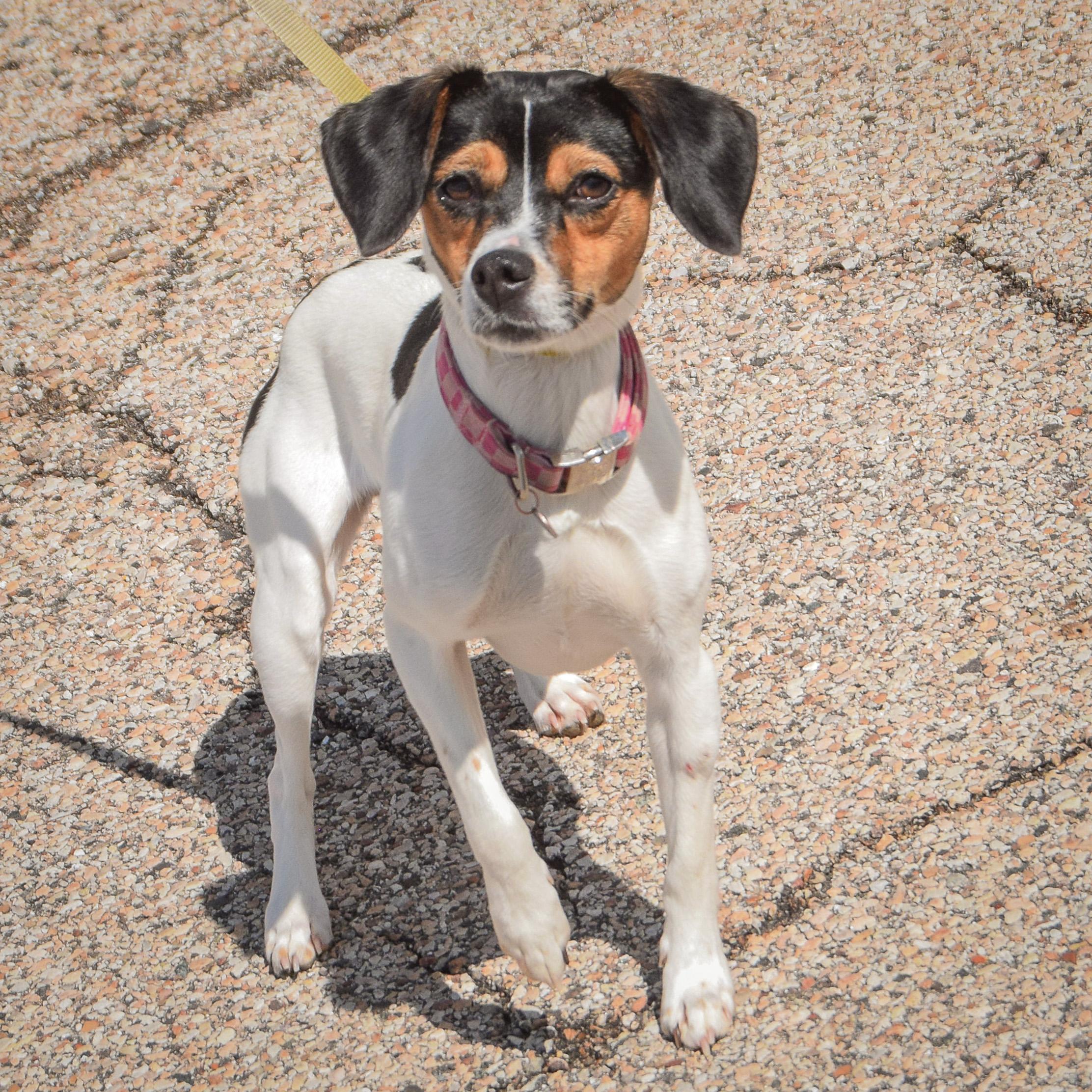 Enlarge Monica, an adopted mixed breed in Huntley, IL image 4/4