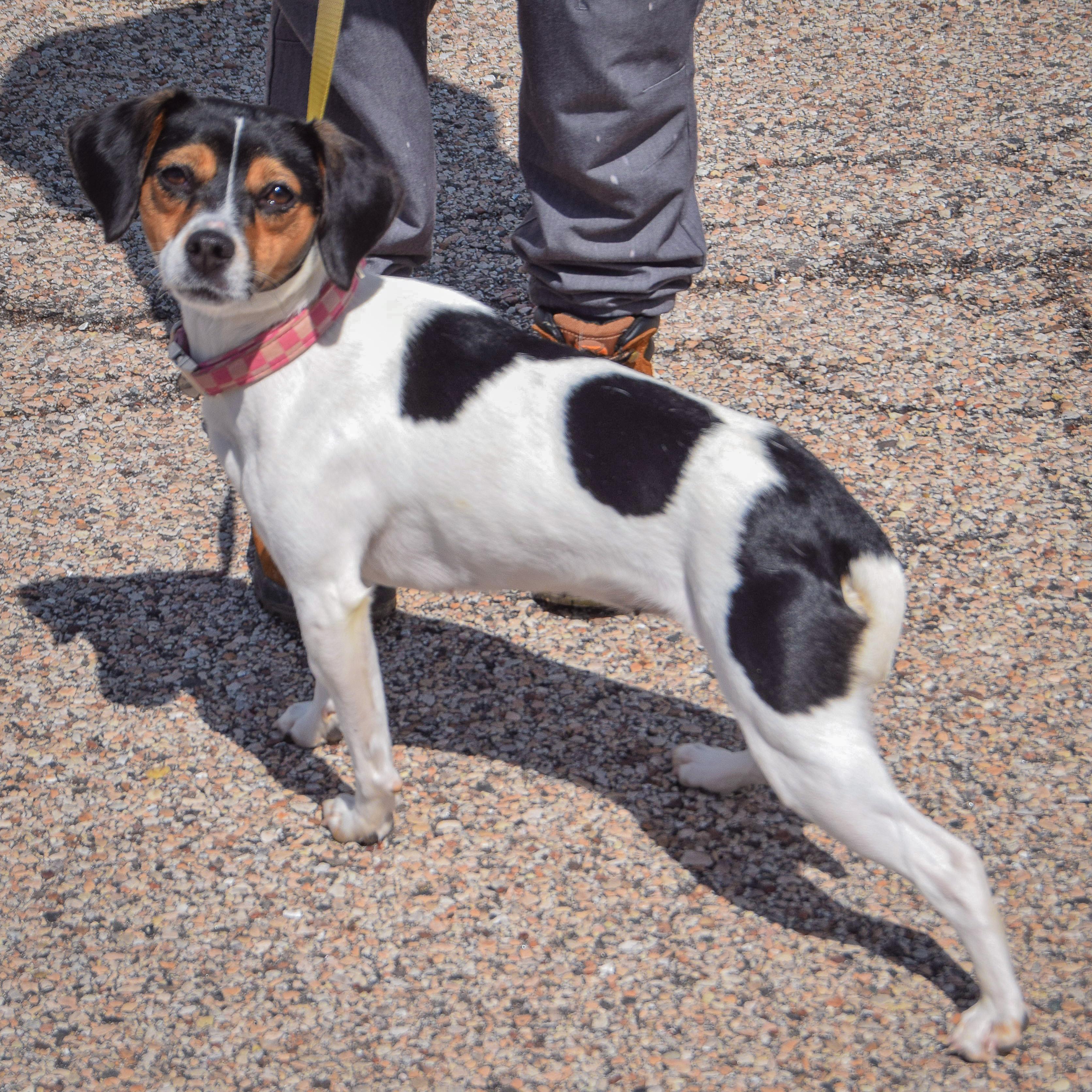 Enlarge Monica, an adopted mixed breed in Huntley, IL image 2/4