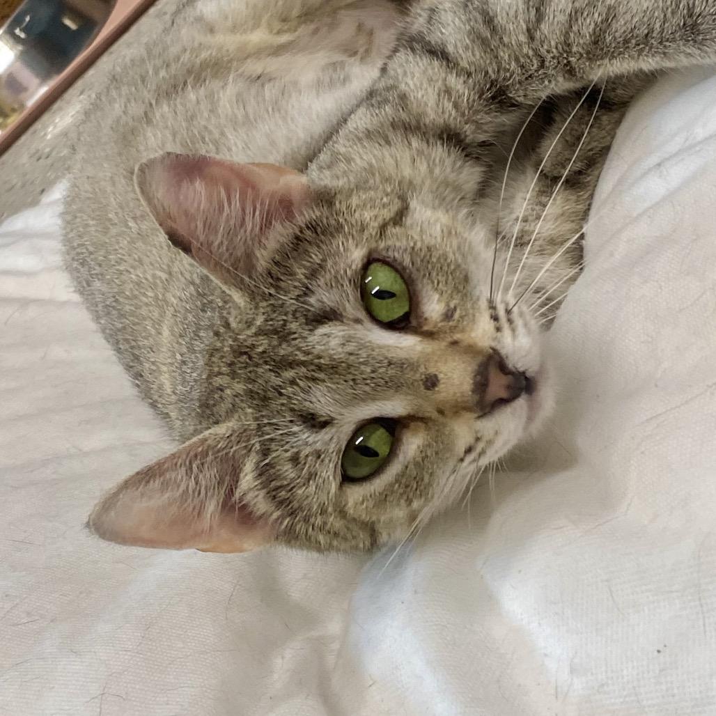 Julia, Adoptable, Adult Female Domestic Short Hair.