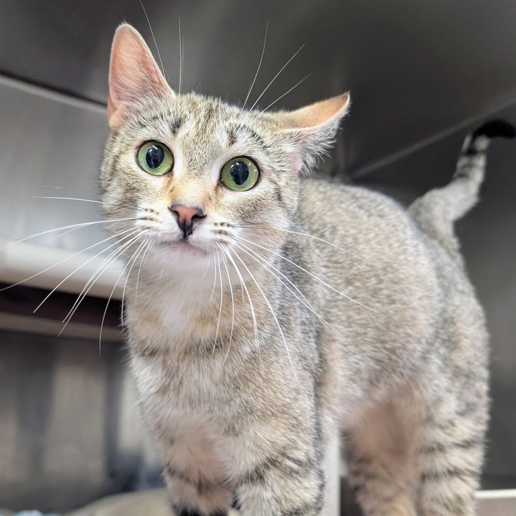 Julia, Adoptable, Adult Female Domestic Short Hair.