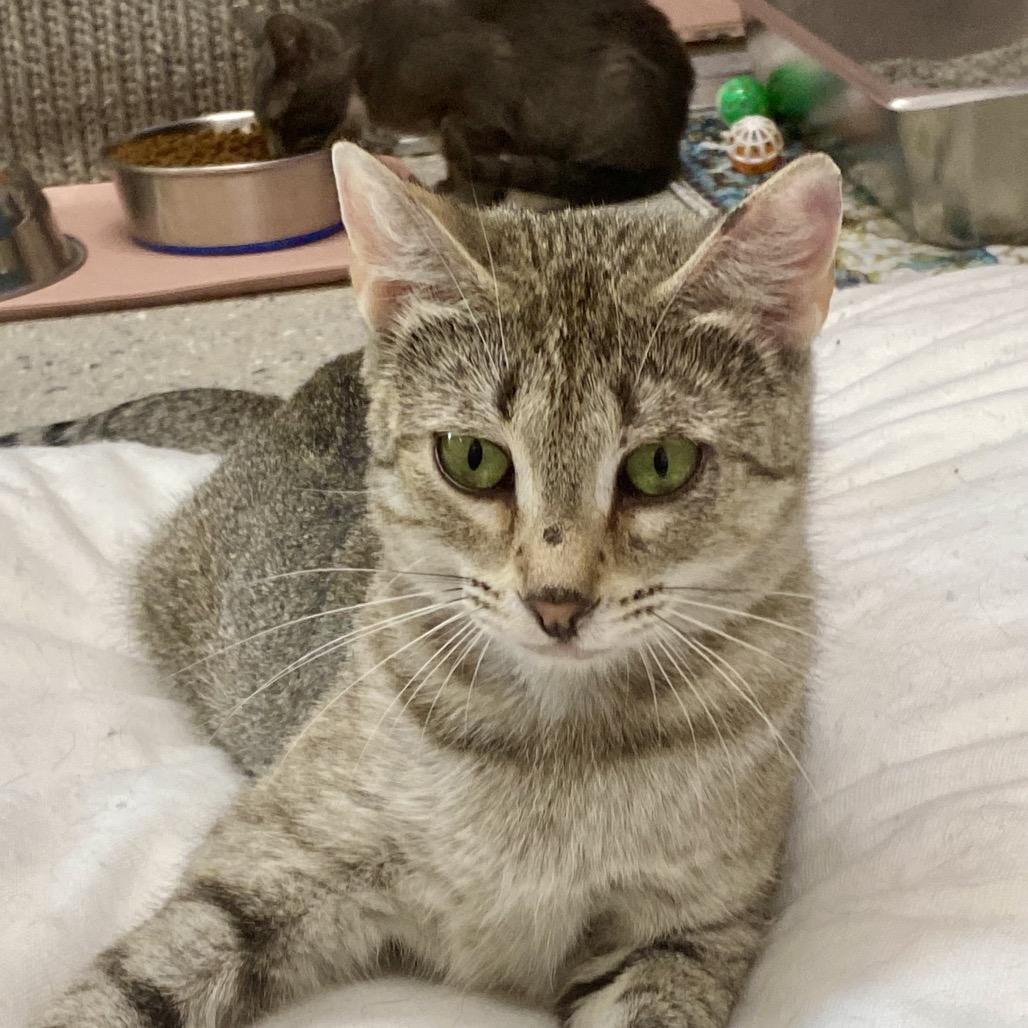 Enlarge Julia, a Adoptable Domestic Short Hair in Huntsville, AR image 3/5