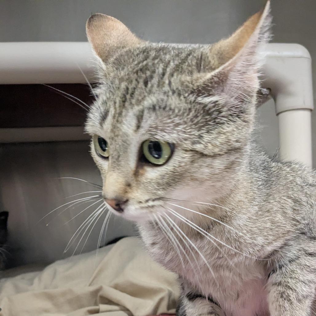 Enlarge Julia, a Adoptable Domestic Short Hair in Huntsville, AR image 2/3