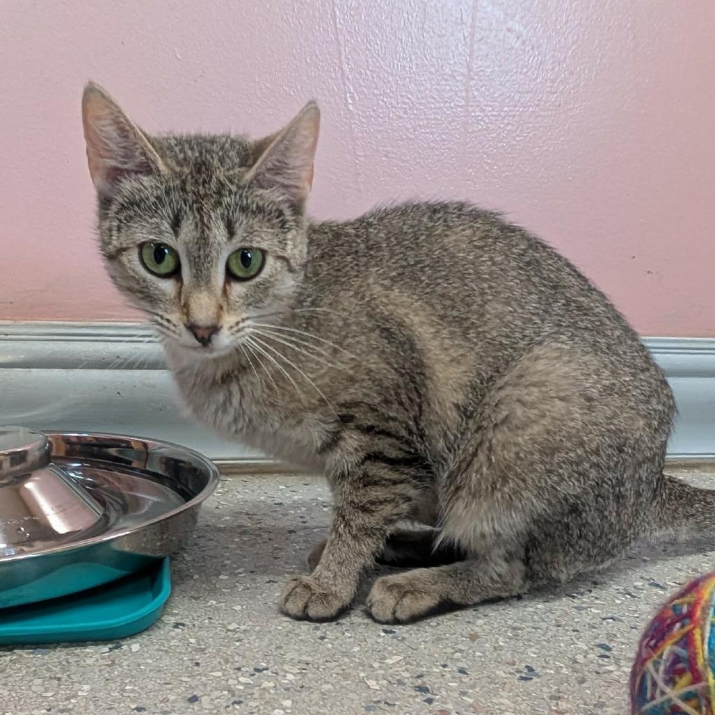 Enlarge Julia, a Adoptable Domestic Short Hair in Huntsville, AR image 3/3
