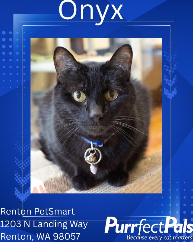 Onyx, a Adoptable Domestic Short Hair in Arlington, WA image 4/6