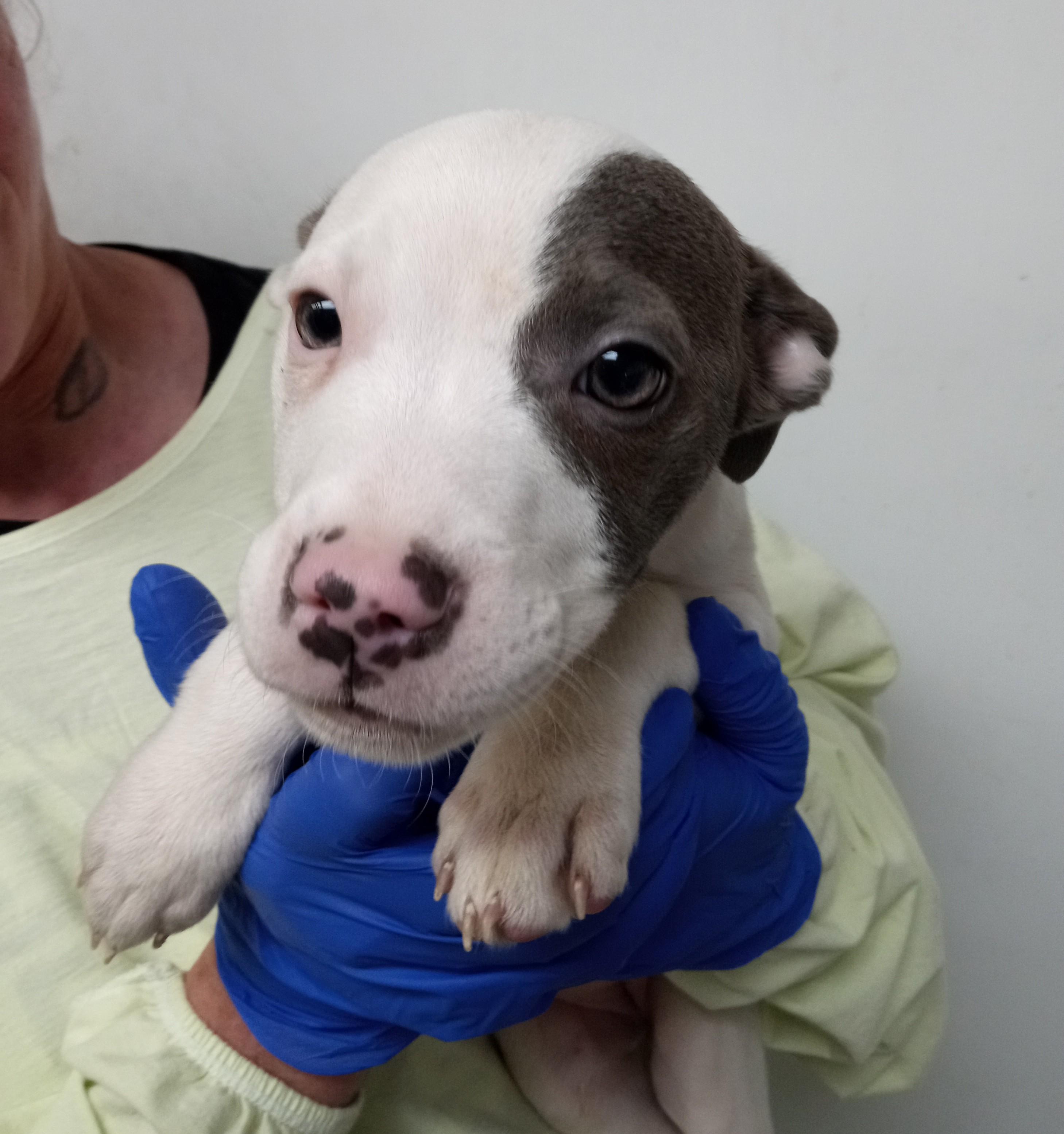 Enlarge Opal, an adopted mixed breed in Maynardville, TN image 1/1