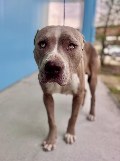 Eeyore, Adoptable, Adult Male Pit Bull Terrier & Mixed Breed.