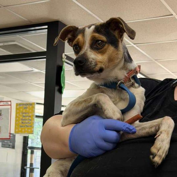 Vera Fang, Adoptable, Adult Female Mixed Breed.