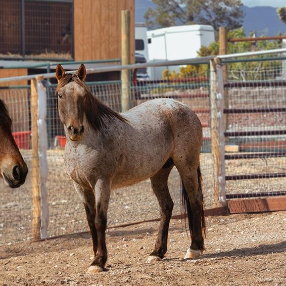 Enlarge Harp, a Adoptable mixed breed in Las Vegas, NV image 1/3