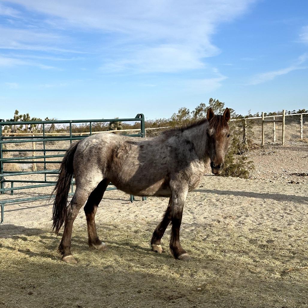 Enlarge Harp, a Adoptable mixed breed in Las Vegas, NV image 1/3
