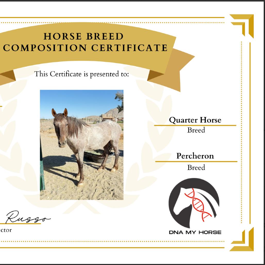 Enlarge Harp, a Adoptable mixed breed in Las Vegas, NV image 2/3