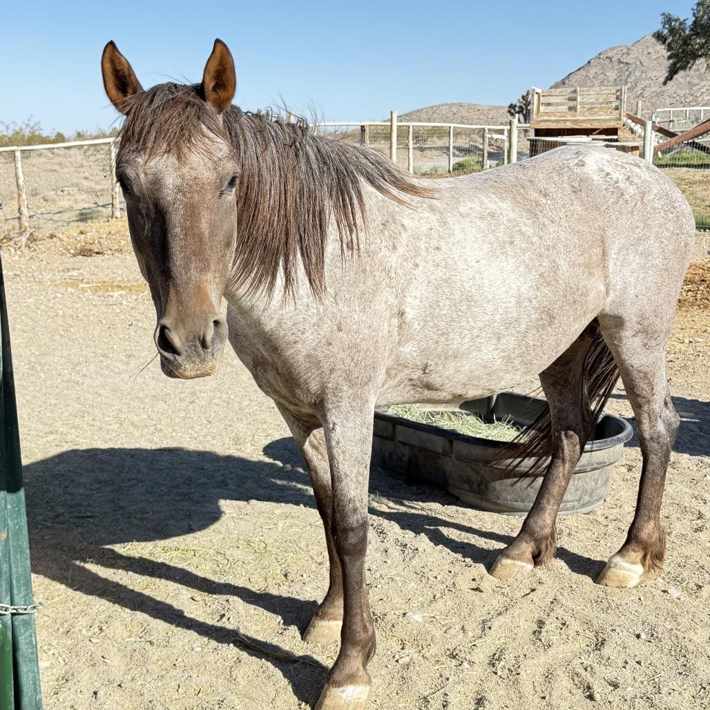 Enlarge Harp, a Adoptable mixed breed in Las Vegas, NV image 3/3