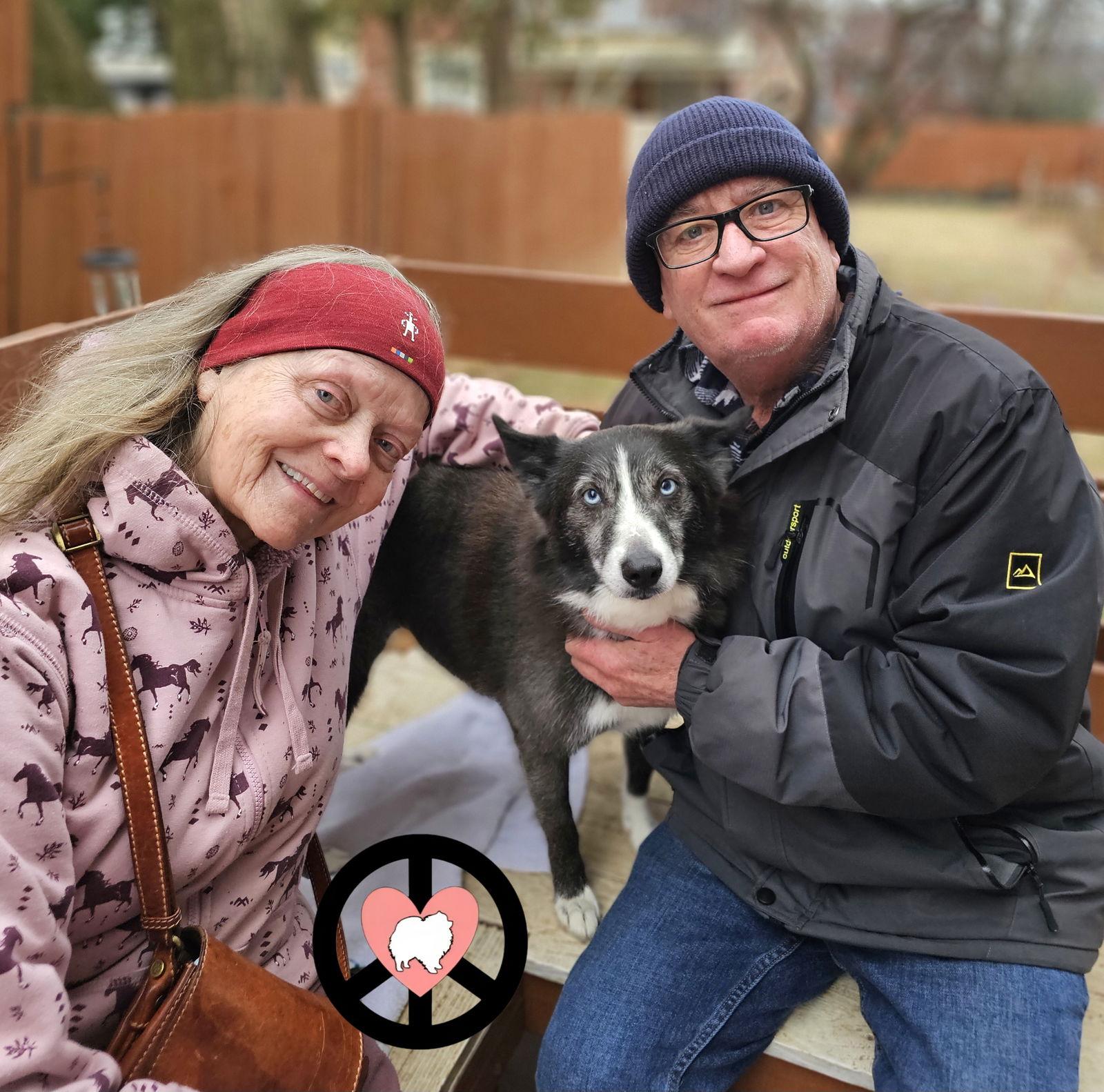 Makayla, Adopted, Adult Female Pomeranian & Husky.