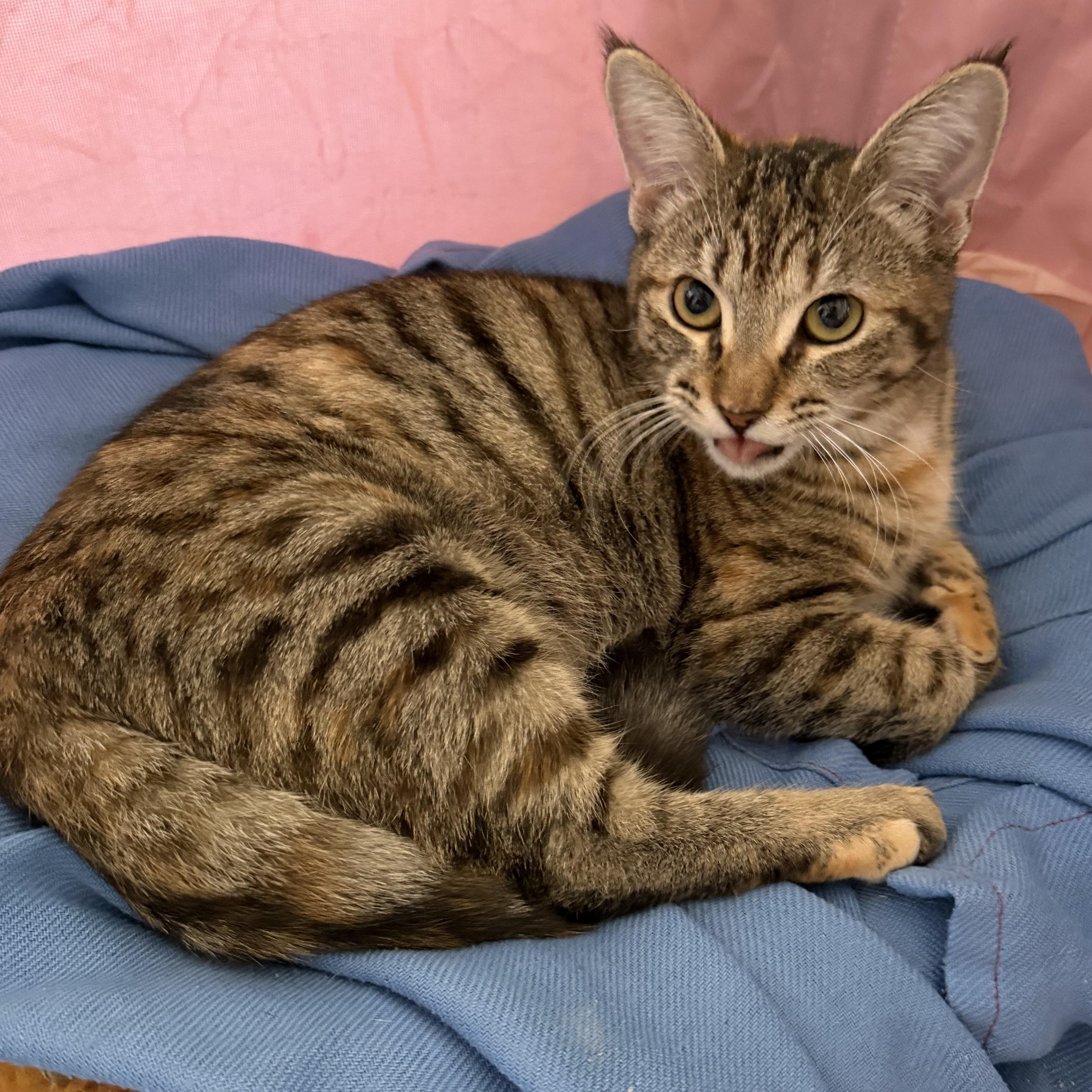 Chateau, an adoptable Domestic Short Hair in Los Angeles, CA image 2/6