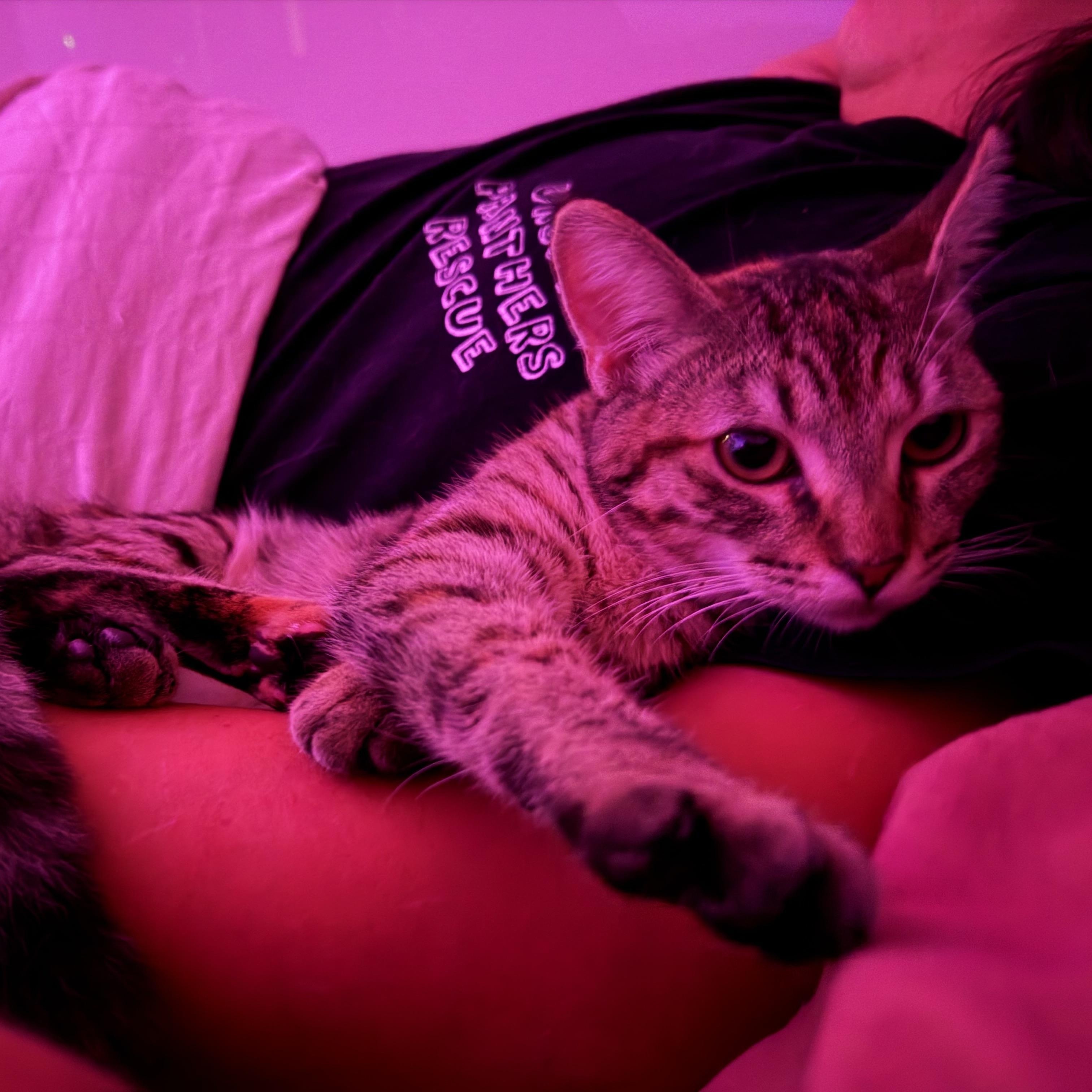 Chateau, an adoptable Domestic Short Hair in Los Angeles, CA image 5/6