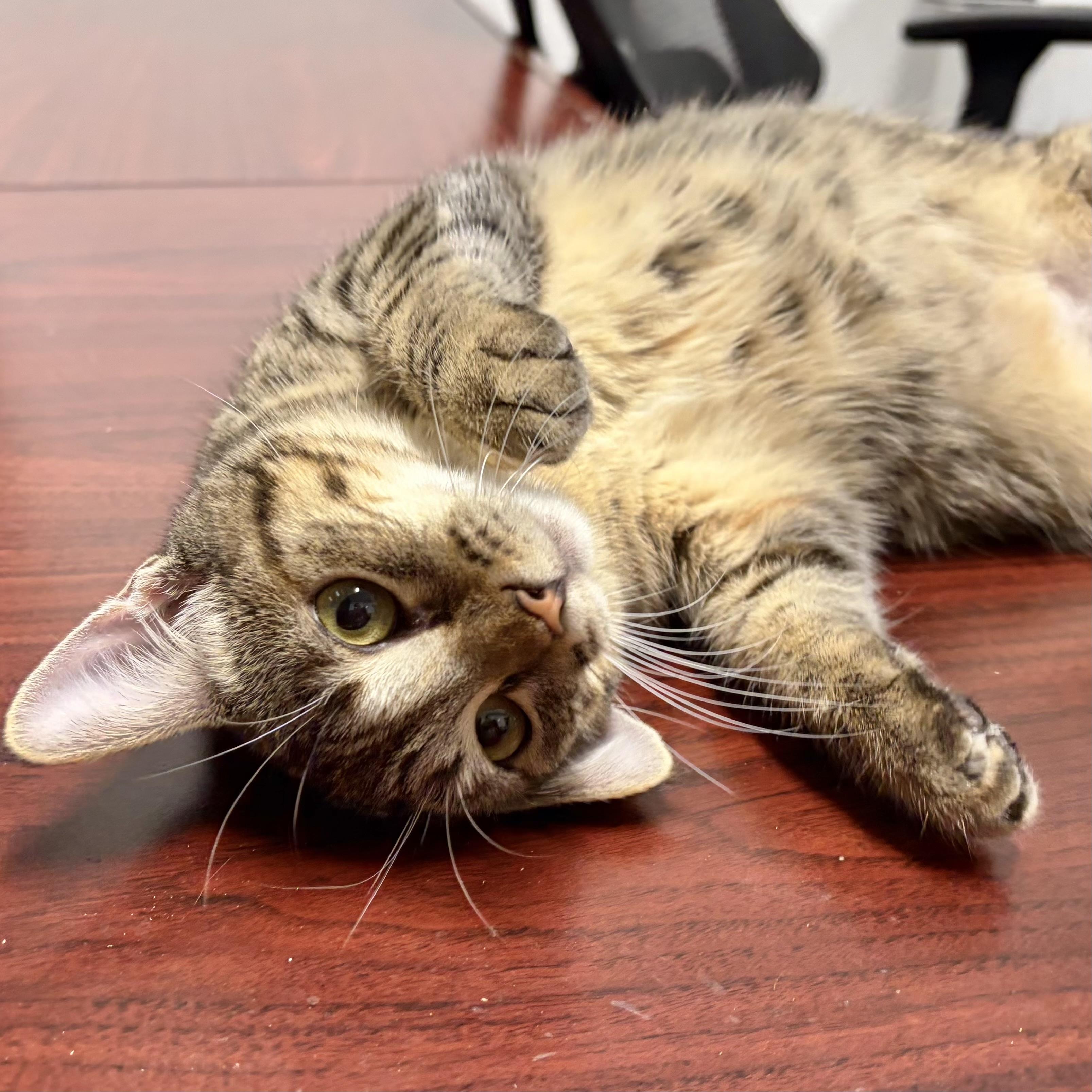 Chateau, an adoptable Domestic Short Hair in Los Angeles, CA image 4/6