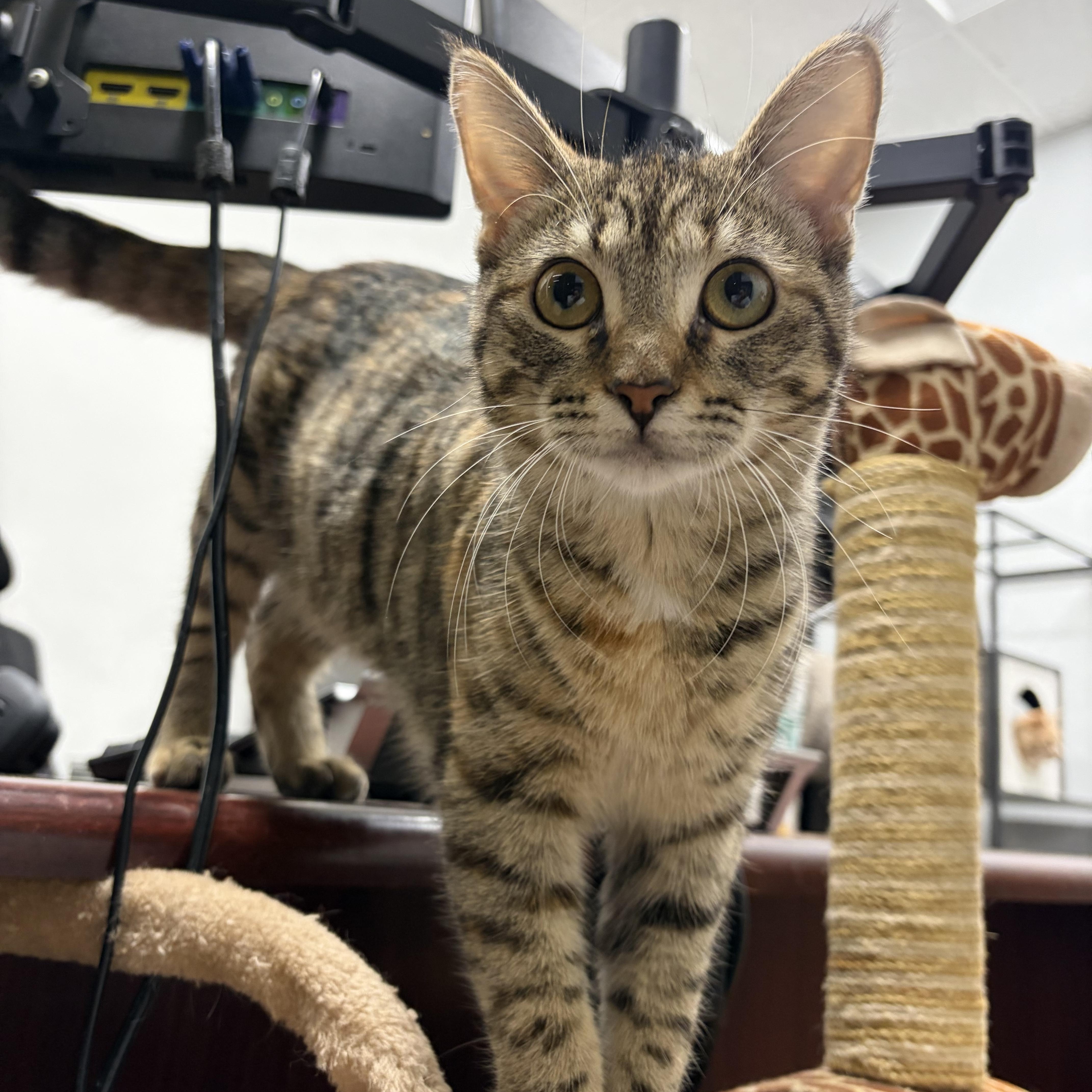 Chateau, adoptable, Young Female Domestic Short Hair.