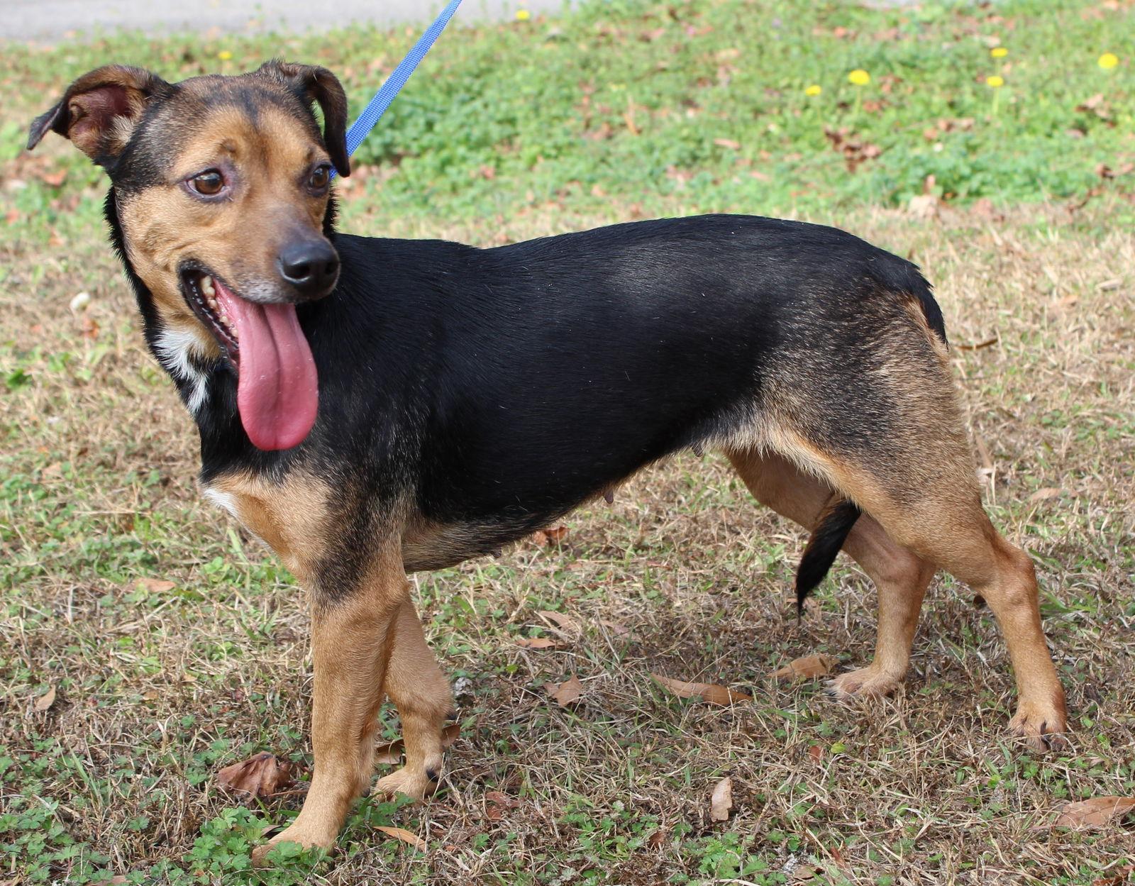 Tinkerbell 42862, Adoptable, Adult Female Beagle & Dachshund.