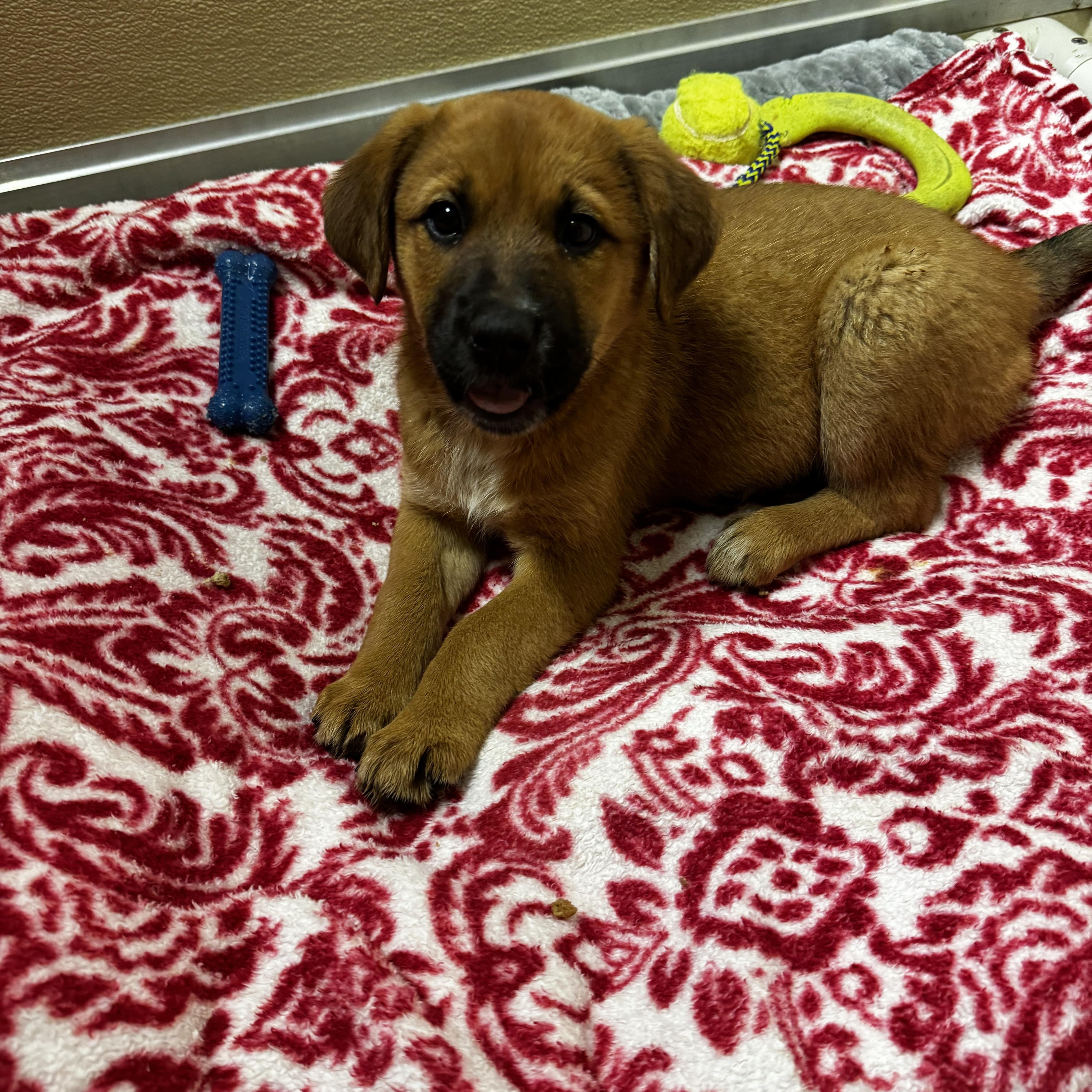 Poppy, an adopted Labrador Retriever in Dodgeville, WI image 2/5