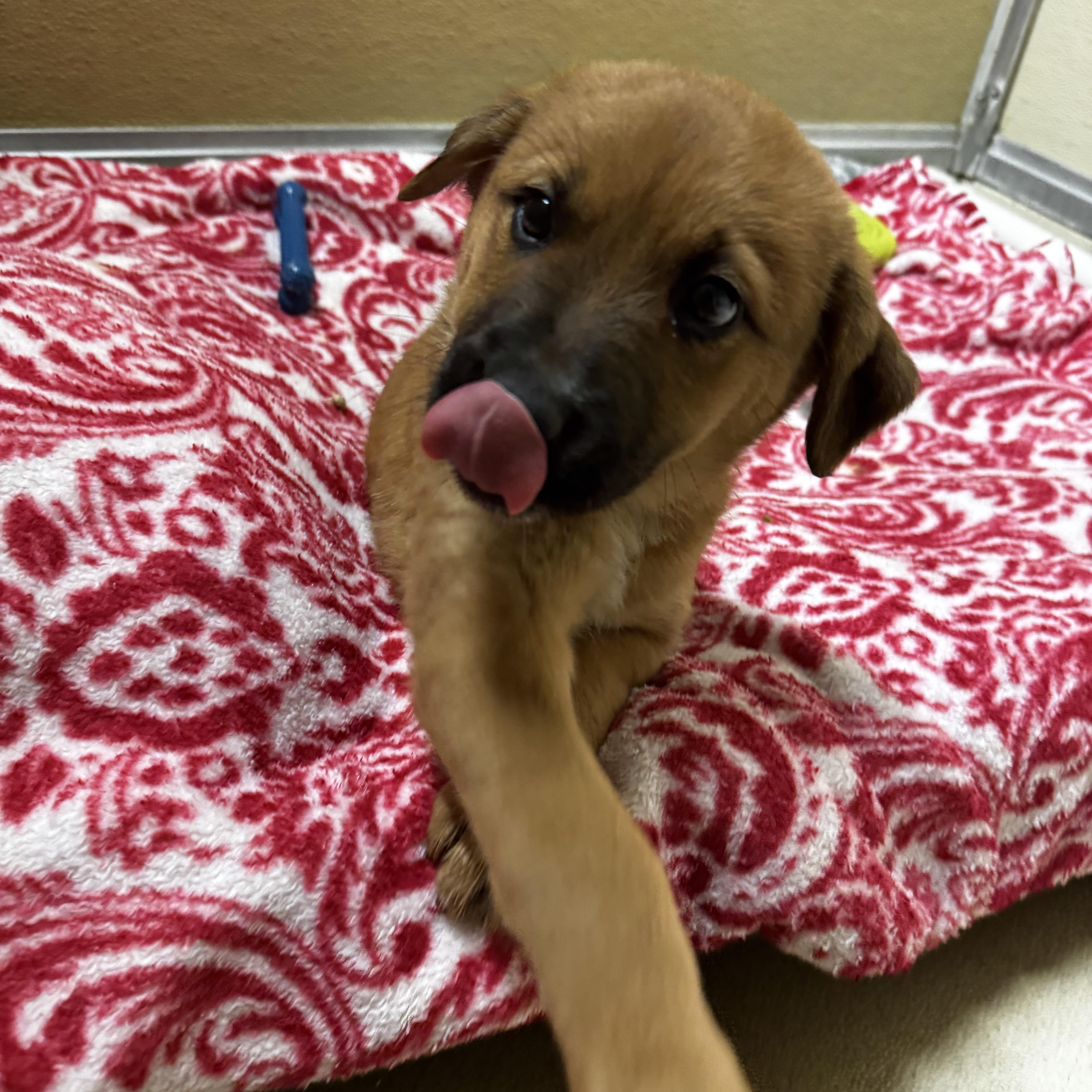 Poppy, an adopted Labrador Retriever in Dodgeville, WI image 4/5