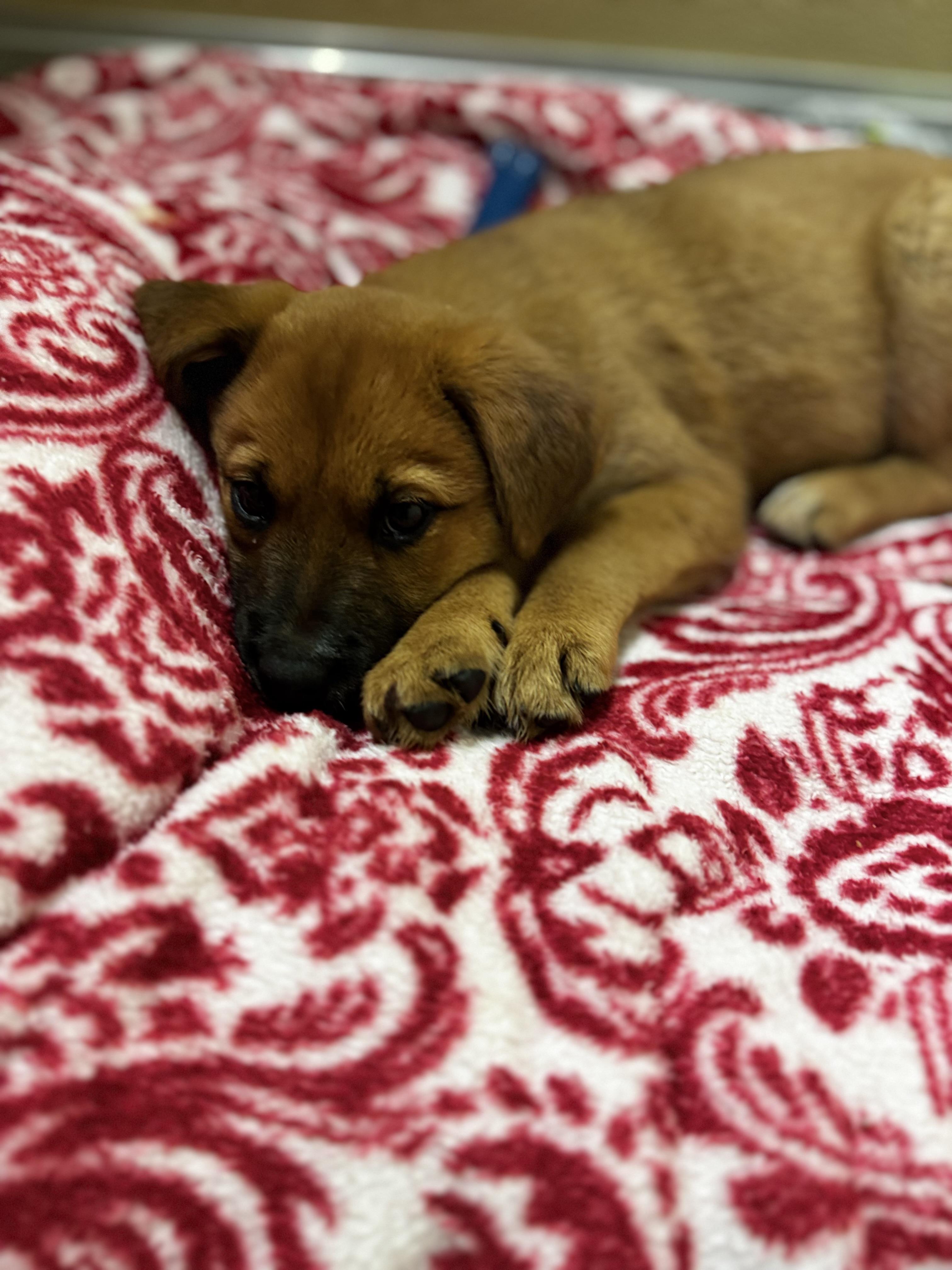 Poppy, an adopted Labrador Retriever in Dodgeville, WI image 3/5