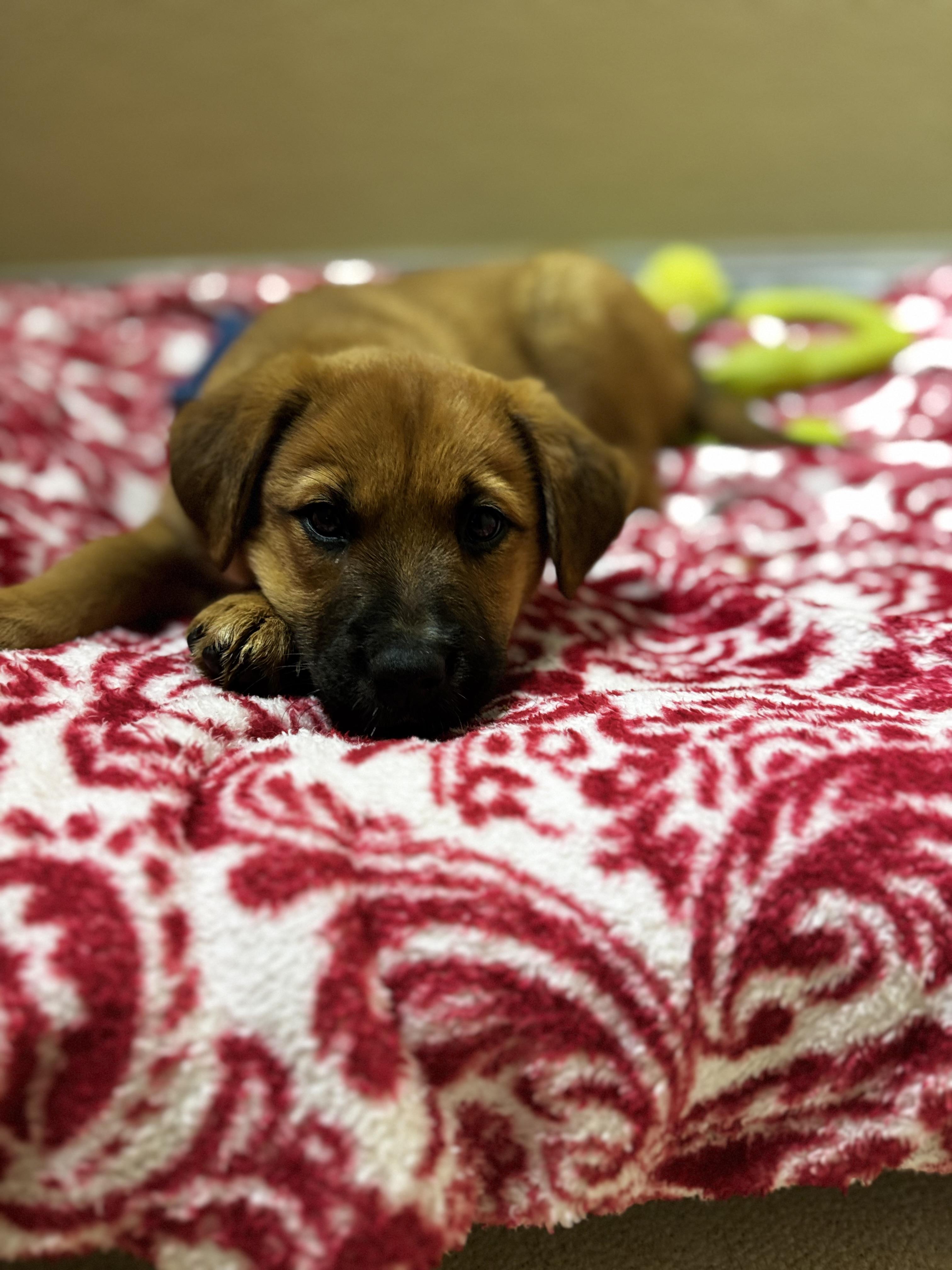 Poppy, adopted, Puppy Female Labrador Retriever.