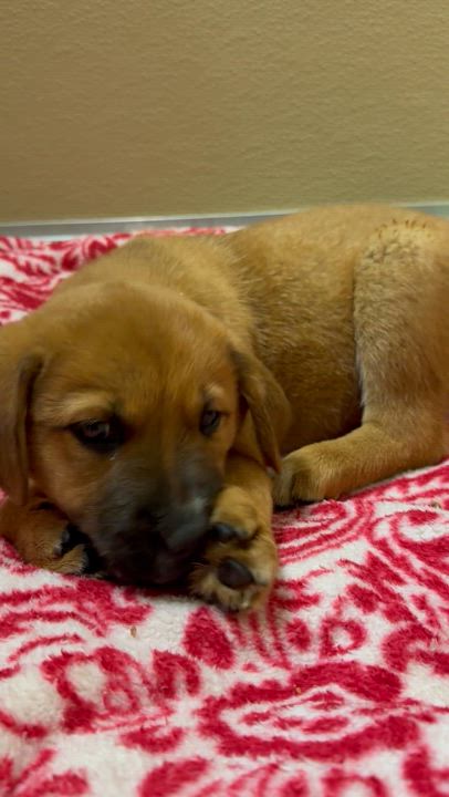 Enlarge Poppy, an adopted Labrador Retriever in Dodgeville, WI video 5/5