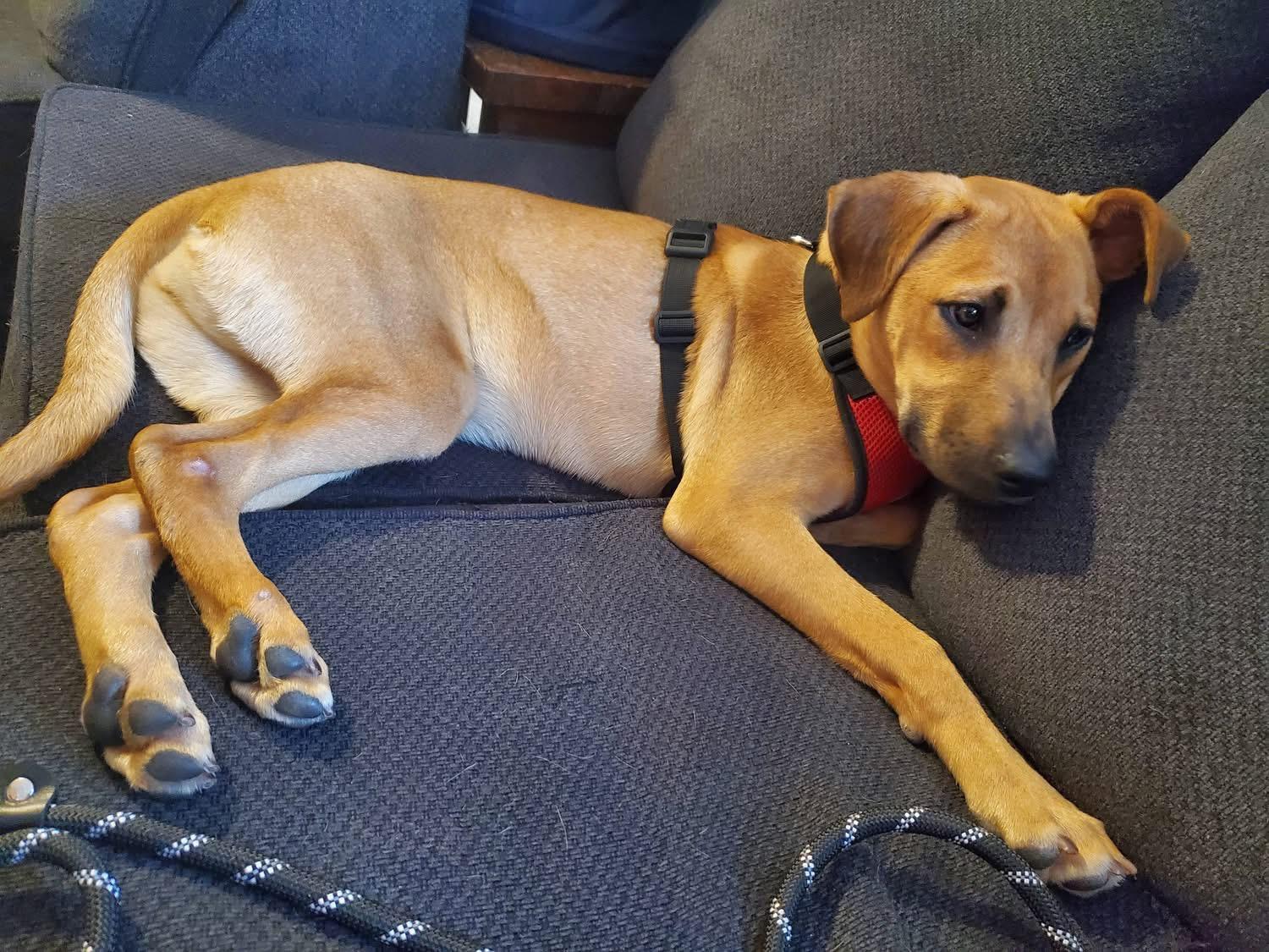 Enlarge Kona, a ADOPTABLE mixed breed in Randolph Center, VT image 2/3