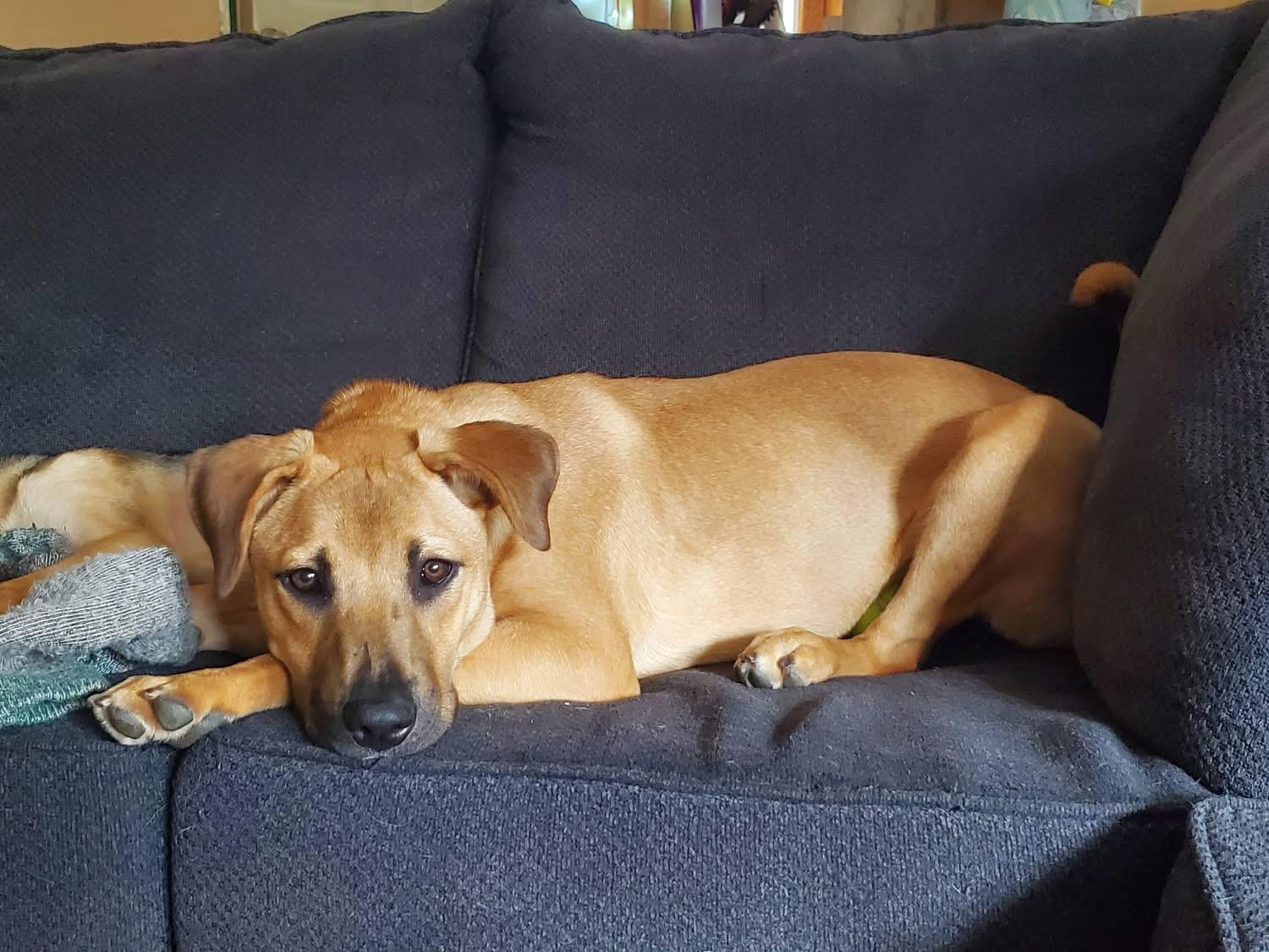 Kona, ADOPTABLE, Puppy Female Rhodesian Ridgeback.