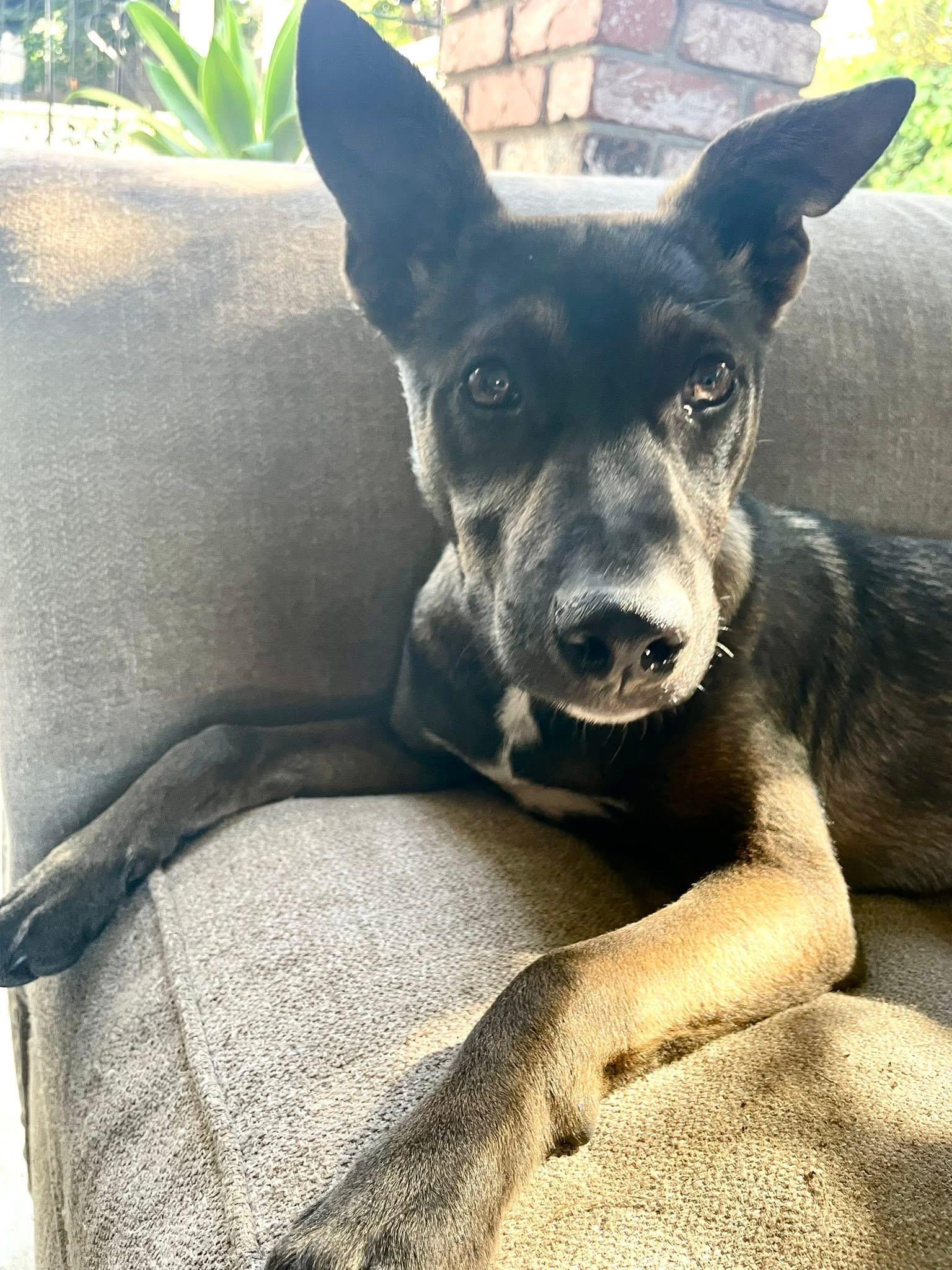 Enlarge Tequila, an adopted mixed breed in Kuna, ID image 4/5