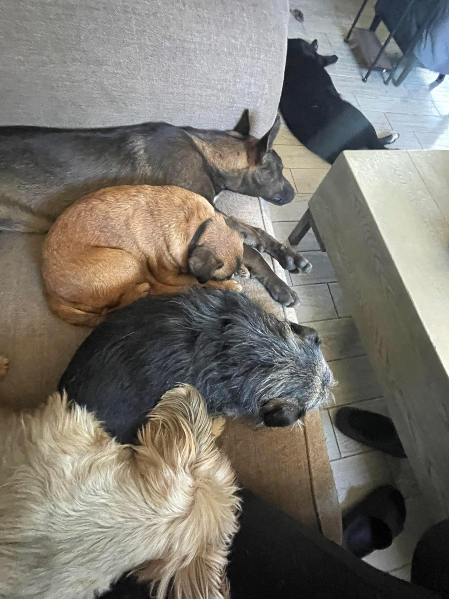 Enlarge Tequila, an adopted mixed breed in Kuna, ID image 5/5